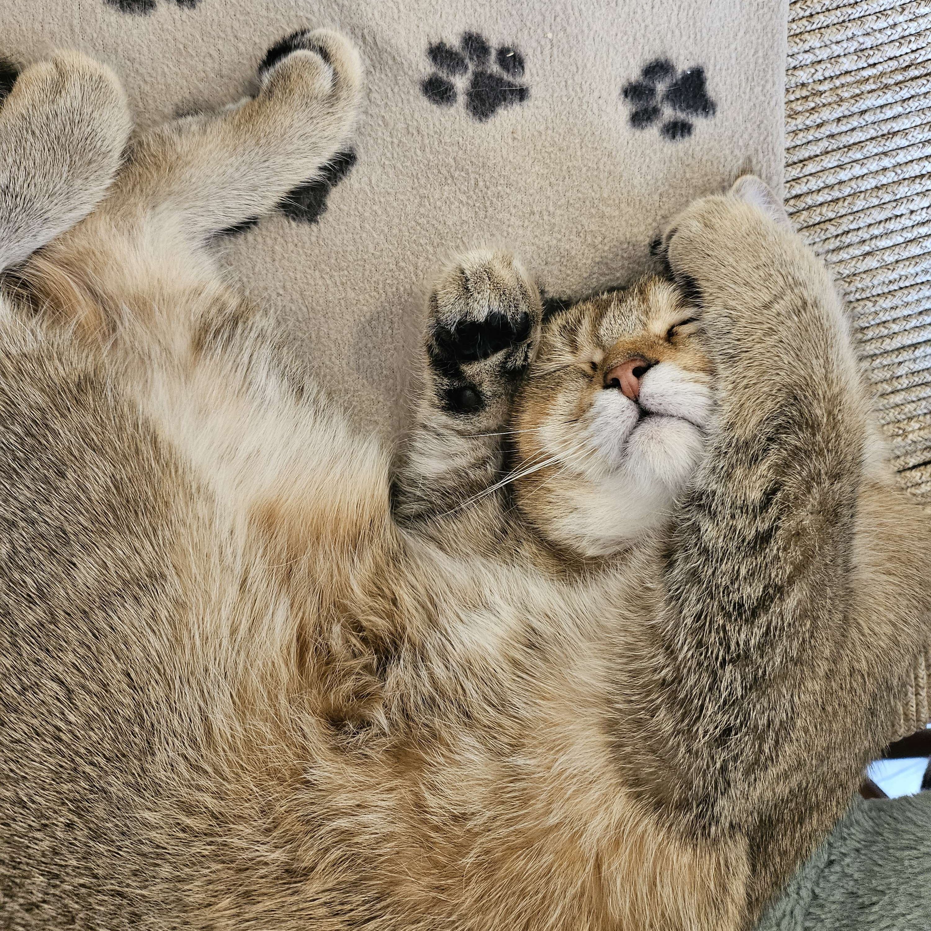 Meet the Cats – Canterbury Tails Cat Cafe